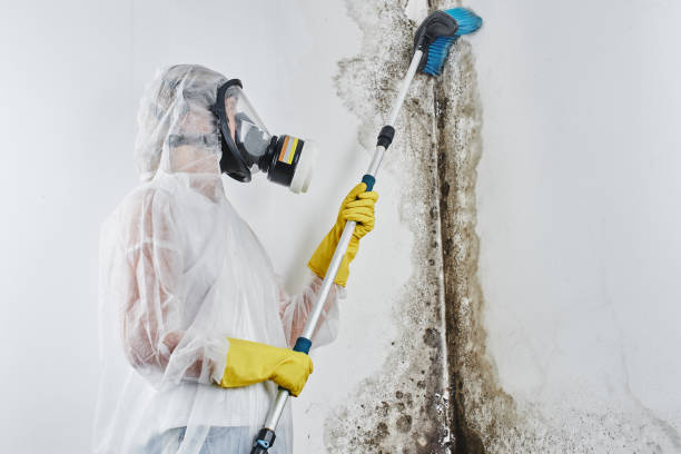  Villas, NJ Mold Removal Pros