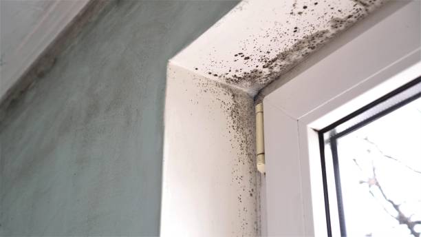 Best Attic Mold Remediation in Villas, NJ