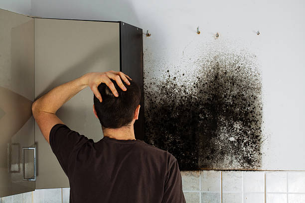 Best Crawl Space Mold Remediation in Villas, NJ