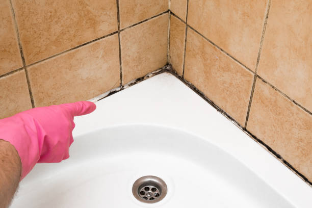 Best Health and Safety Mold Remediation in Villas, NJ